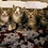 Debbie_Grissom