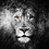 Jay_Davis