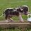 Laurie_Halbrooks
