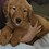 Penny_Nestore
