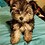 Robyn_Sims