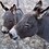 Rodney_Colonna
